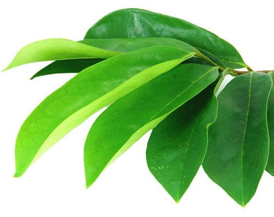 Herbs Ceylon Flavors - Fresh and Pure