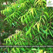 CEYLONFLAVORS FRESH AND PURE Dried Neem Leaves 1 oz harvested from Naturally Grown Trees